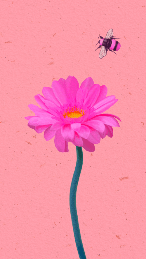 Pink Gerbera