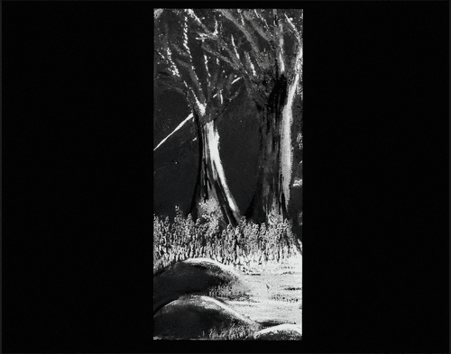 Glimpse of the Forest