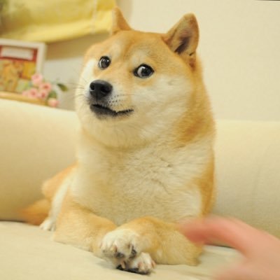 Own The Doge collection image