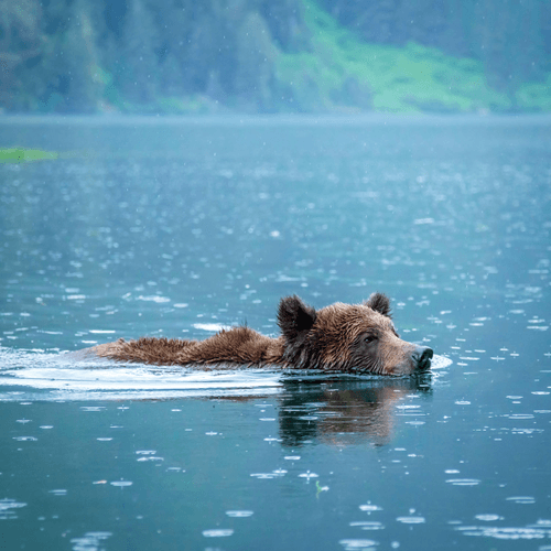Grizzly Bears of British Columbia