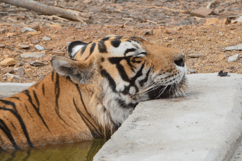 FREE COLLECTION - Royal Bengal Tiger