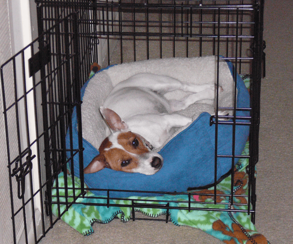 Chillin' in Her Crate