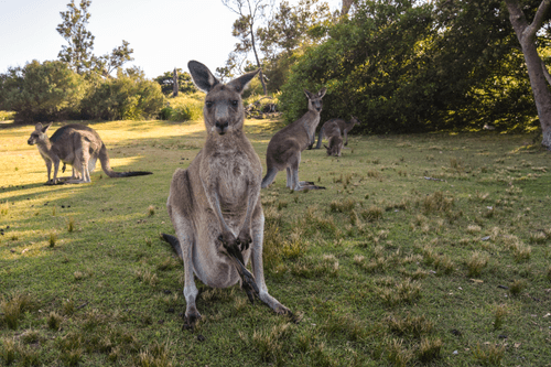 Wild Australia