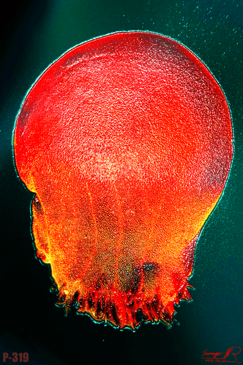 P-319 Poraliarufescens