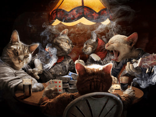 Cats play pocker