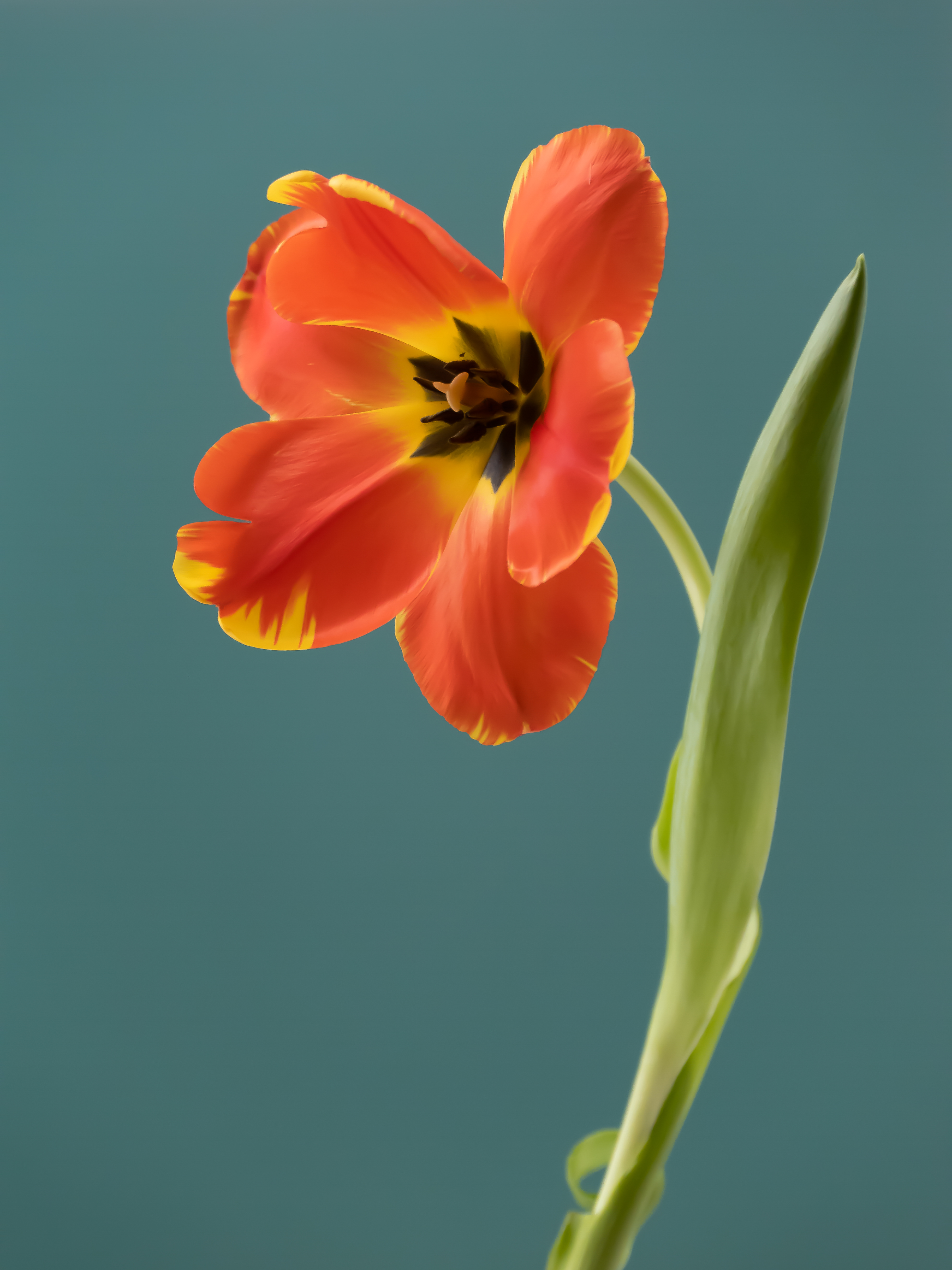 Tulip 1637 [10]