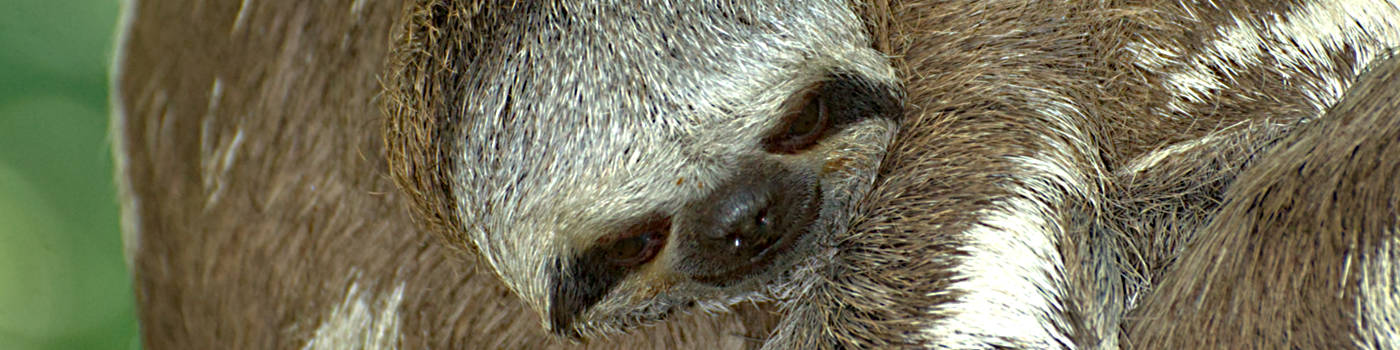 Tender sloth
