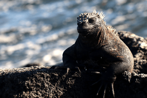 Marine Iguanas Chillin'