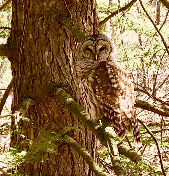 Owl on Tree Limb in Roxbury