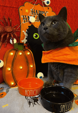 Halloween Kiki collection image