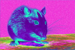 RAT NATION collection image
