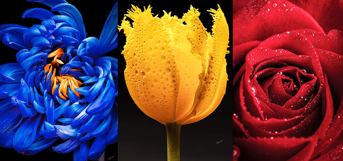 ToniPayne banner