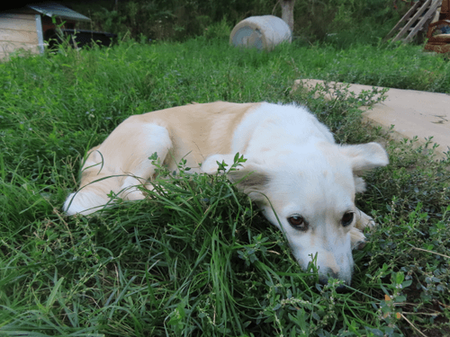 Puppy Palace Rescue collecton #1.