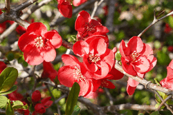 Flowers of the four seasons familiar to Japanese people collection image