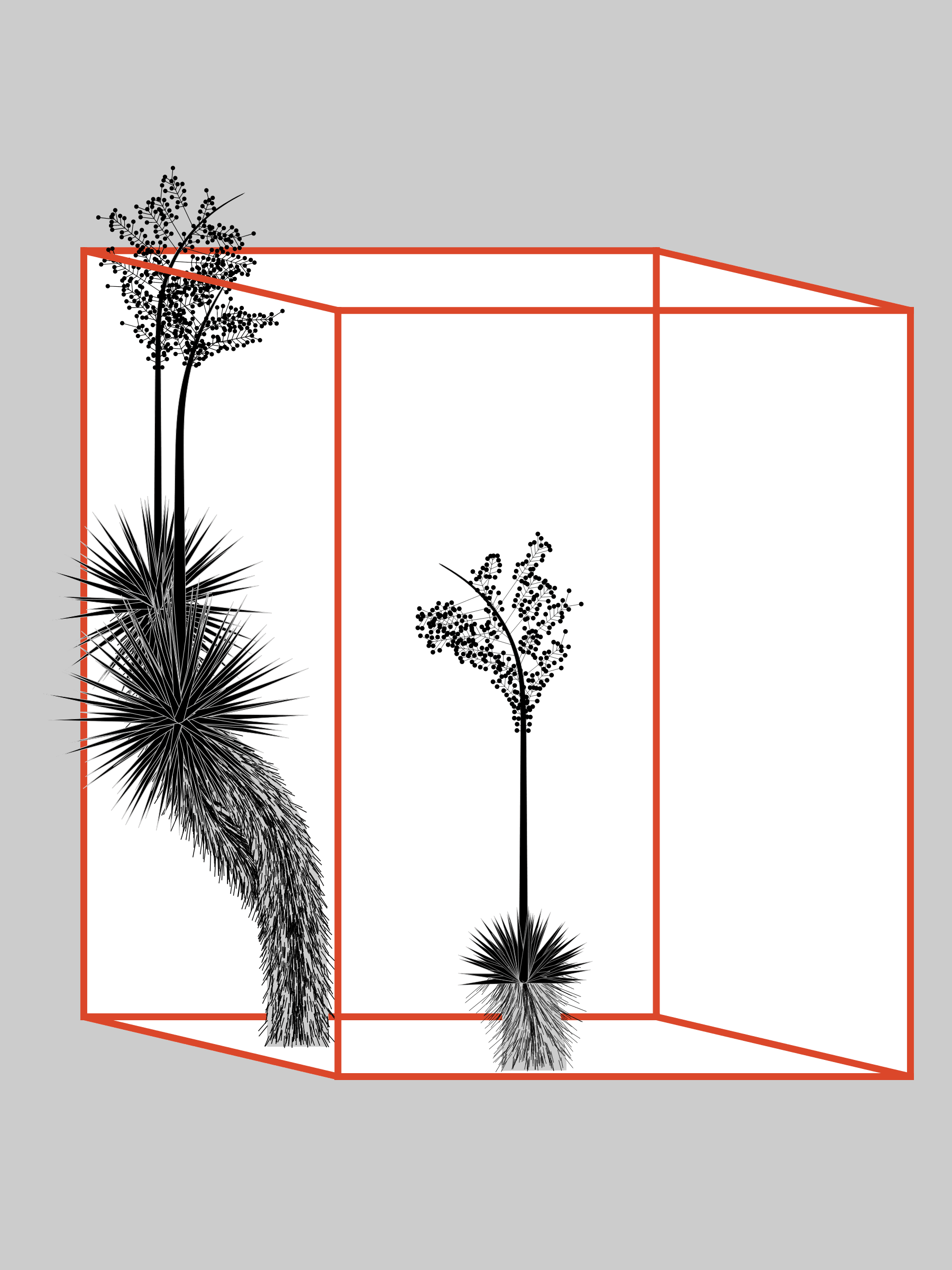 Marfa Yucca #113