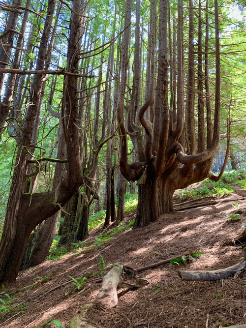 Trees of the Souls