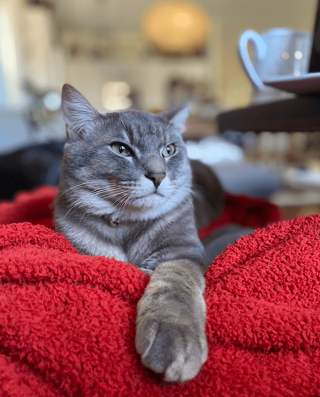 AbeTheCat