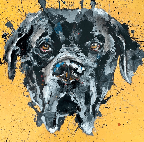 Cane Corso: the overachiever of dogs.