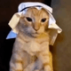 Halal Cat