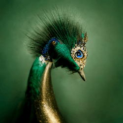 bird jewelry collection image