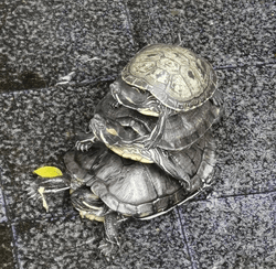Turtle Stack collection image
