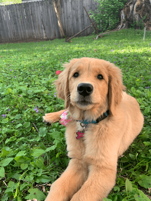 The Life of Penny
