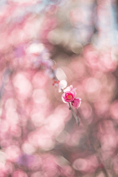 Old lens and Flowers #007