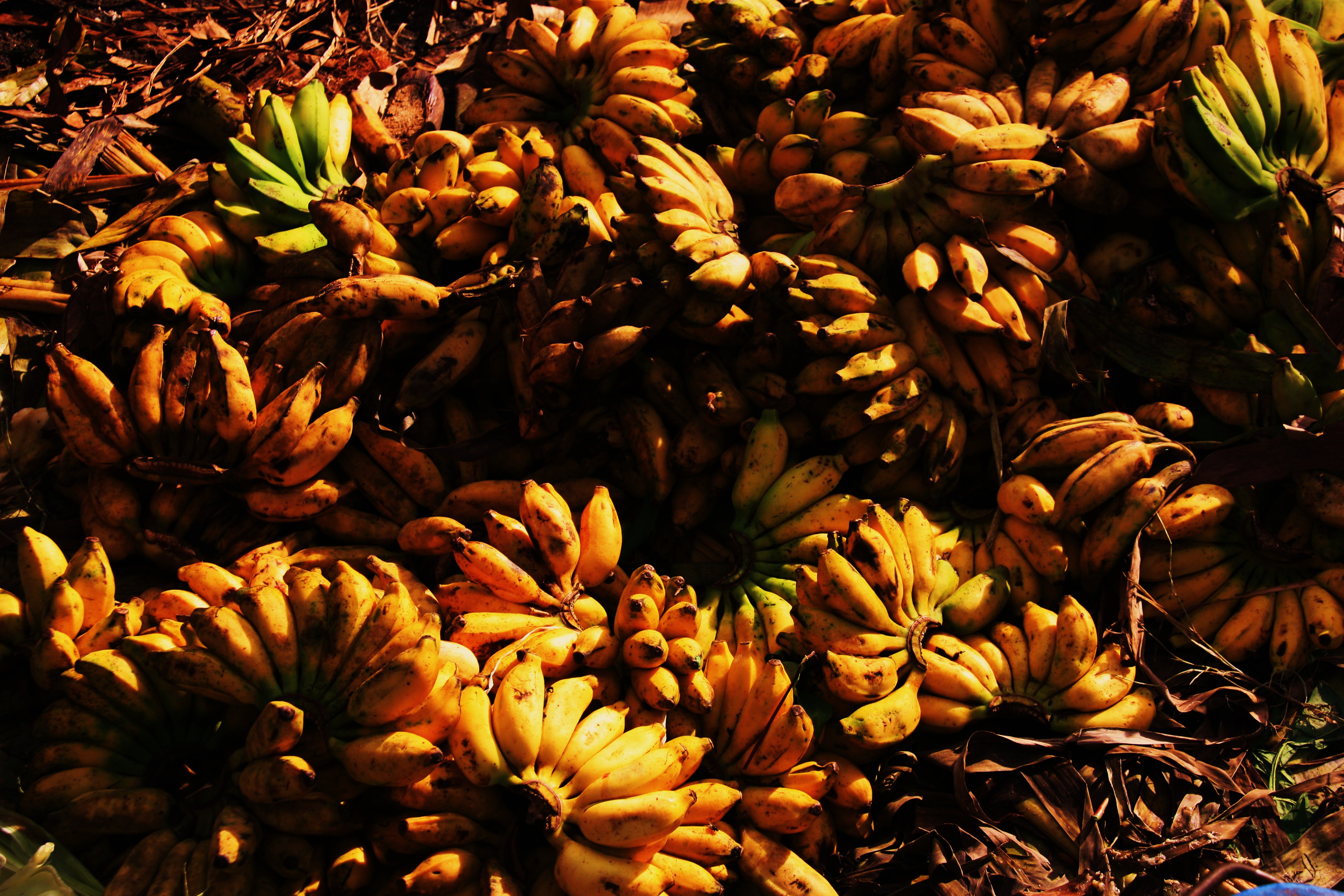 Sri Lanka 2012 - More bananas