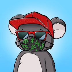 Koala Agent #244
