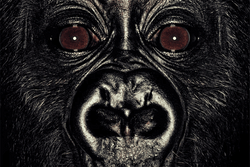 JAPES collection image
