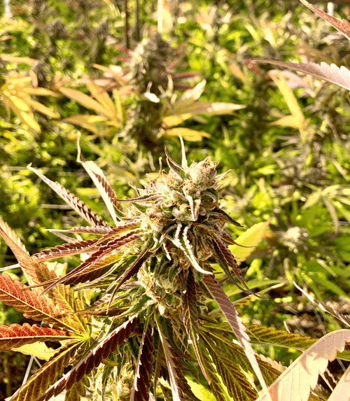 Fields of Trees