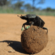 Dung-Beetle-13