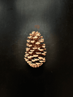 pinecone collection image