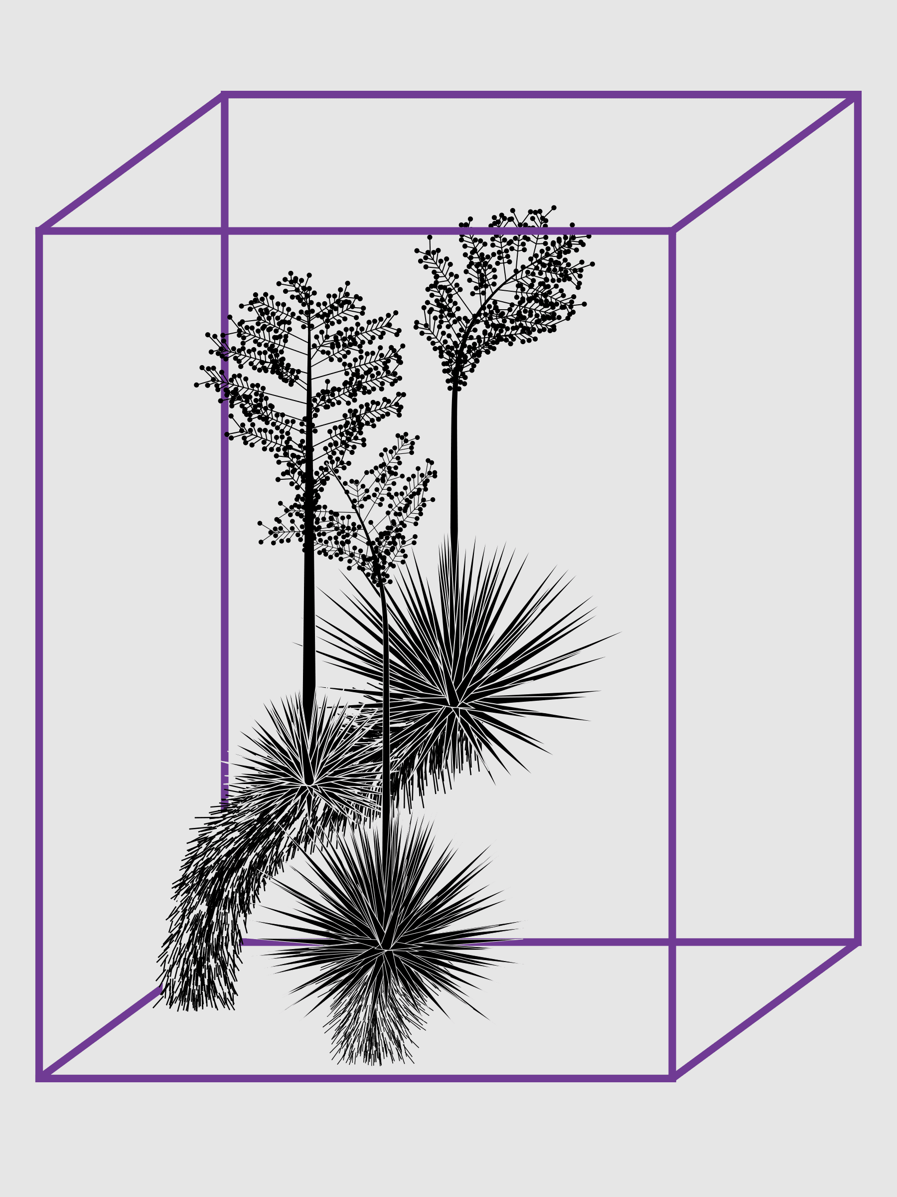 Marfa Yucca #1