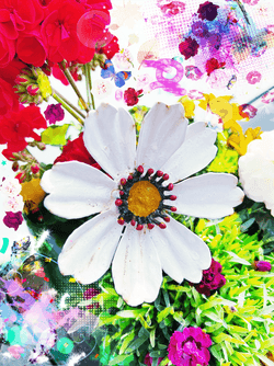 Klintmoor Flower Edition collection image