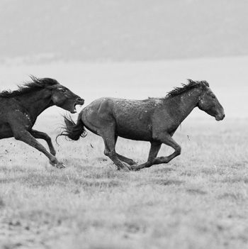 CARDELUCCI - Wild Mustangs