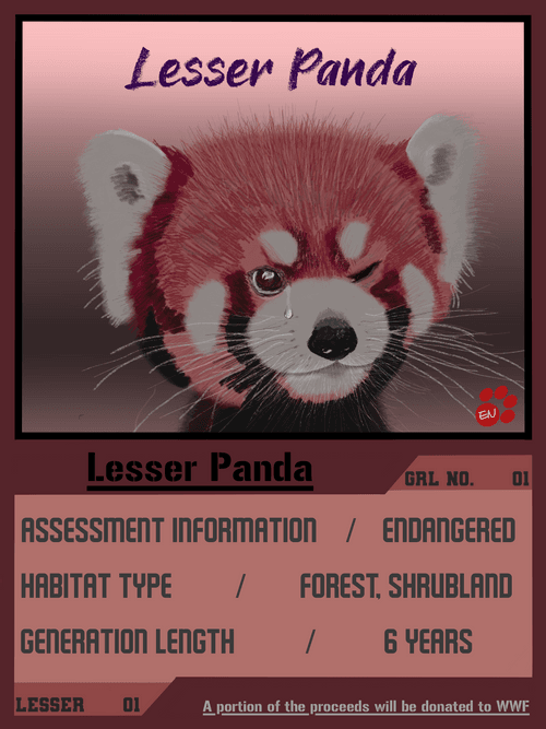 Lesser Panda 1-39