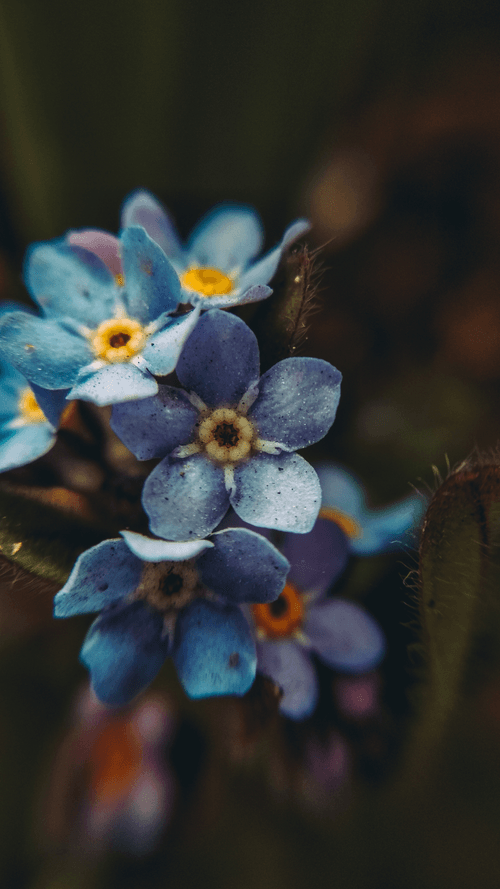 Editions of the nature of Ukraine