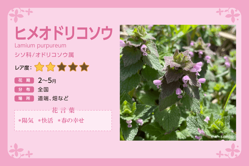 Hime odorikosou_Description_JPN