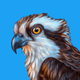 Osprey's Art