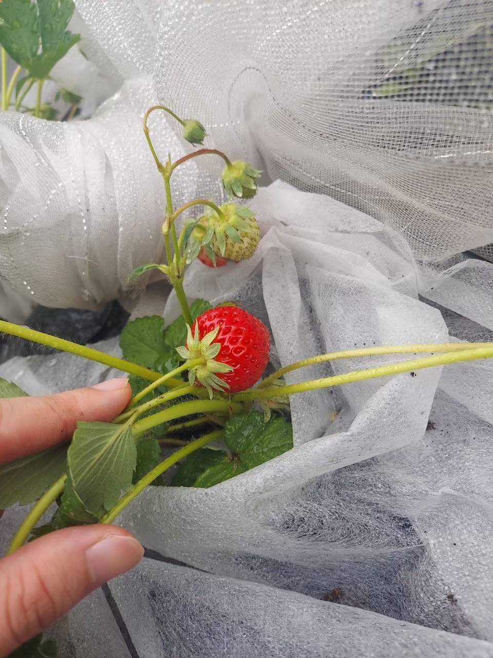 small findings in small my farm