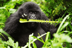 Mountain Gorillas by TiBA collection image