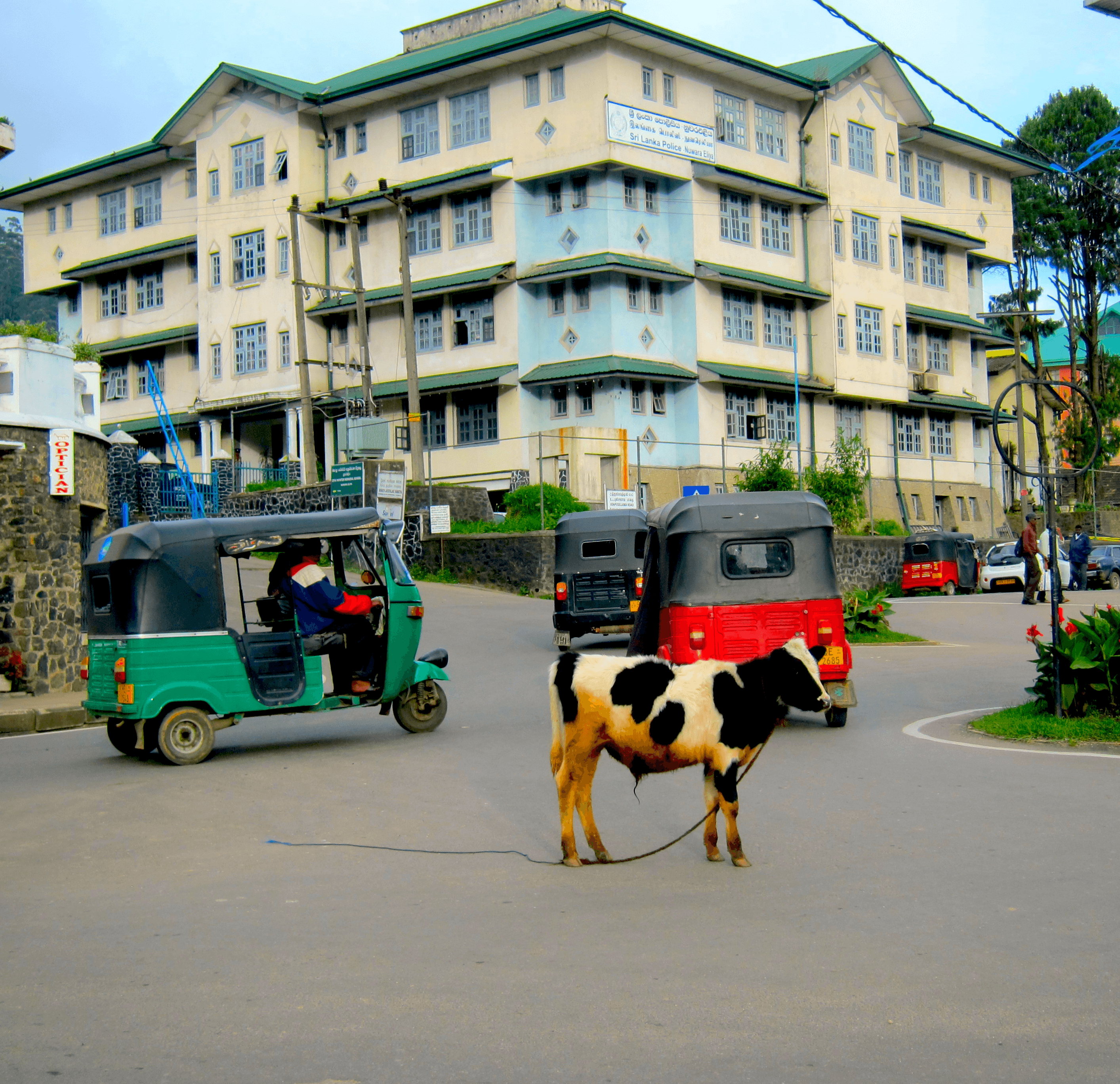 Sri Lanka 2012 - Stray cow