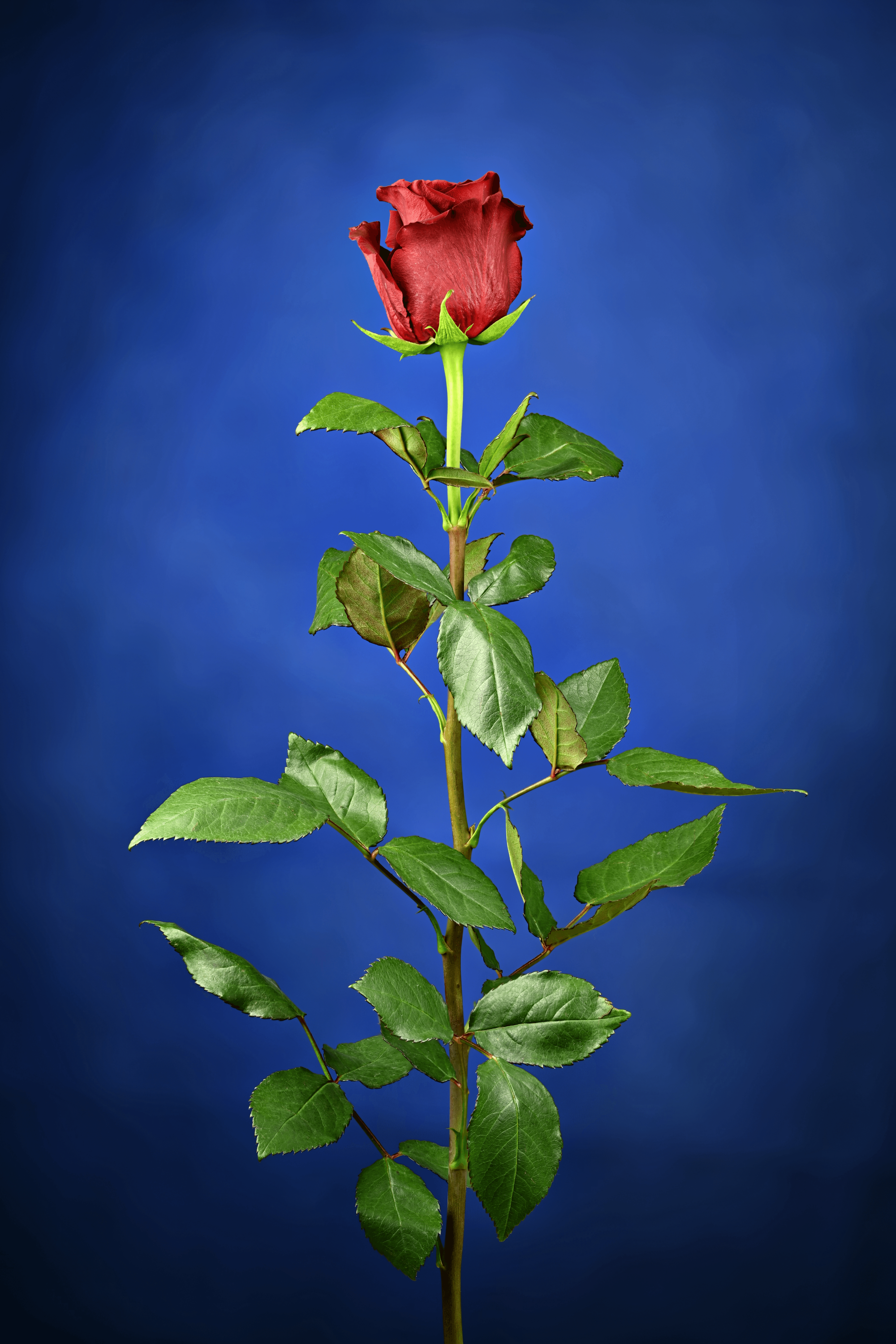 Luminous Blue Rose.