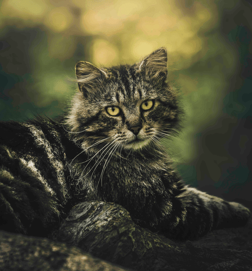 Nine Lives Editions