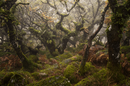 MYSTICAL LXXIII (RUST)