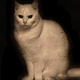 Some.Place Content