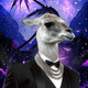lolyllama