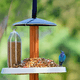 Bird Feeder for birds