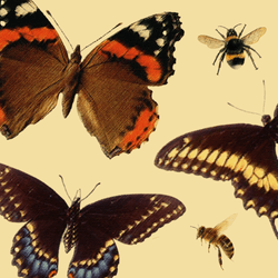 The Pollinators collection image
